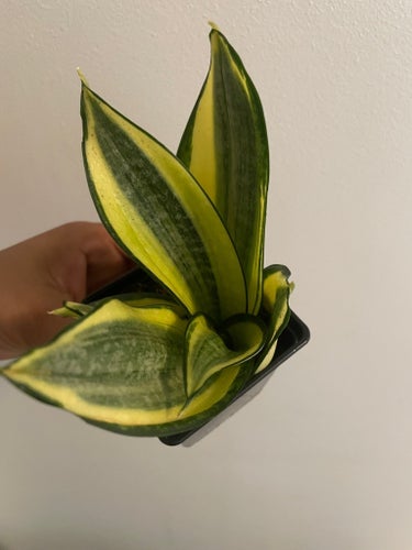 Sansevieria trifasciata 'Golden Hahnii'
