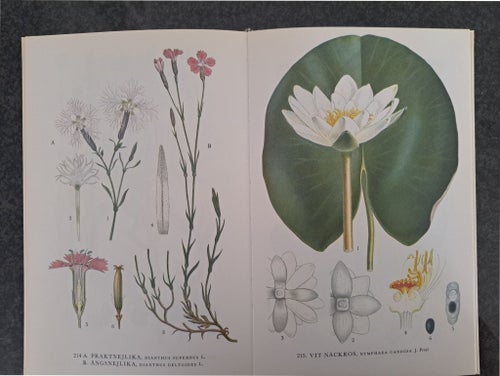 Nordens Flora av C.A.M. Lindman