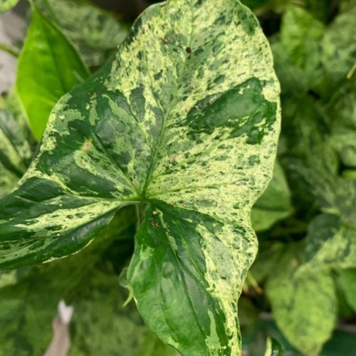 Två tjusiga sticklingar av SYNGONIUM Mottled