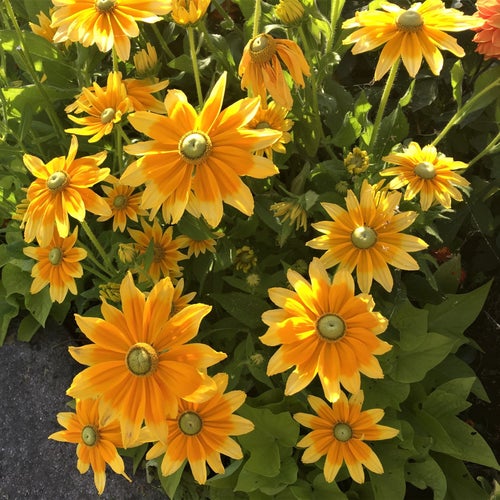 Rudbeckia 50 frön Prairie Sun