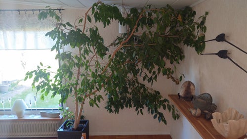 Stort Benjaminfikusträd (Ficus Benjamina)