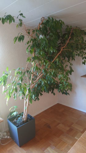 Stort Benjaminfikusträd (Ficus Benjamina)