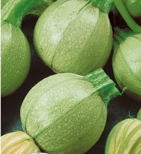 Ljusgrön squash "Kolobok" 6 st