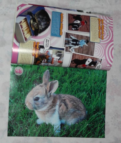 Pets Nr 8 2008 Djurtidning 4 Affischer Söt Kanin Hundar Häst Tiger Djur Bilder