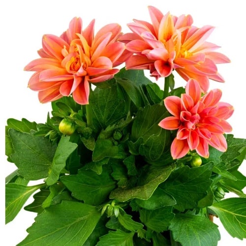 Dahliafrön sommardahlia