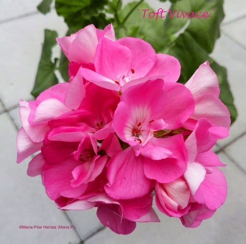 Pelargon `Toft Vivace´, zonal, tetraploid. Rotad, etablerad stickling