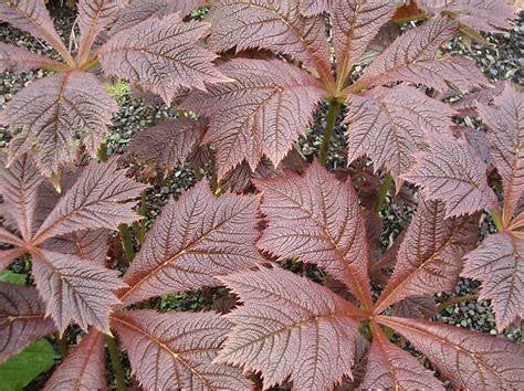 Bronsrodgersia 1 knöl