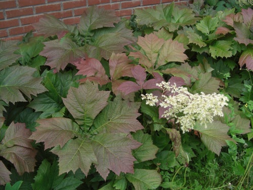 Bronsrodgersia 1 knöl