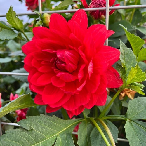 Dahlia R Mona - frön