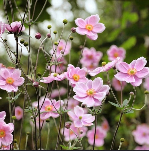 Höstanemon 'Robustissima'