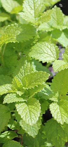 10 plantor Citronmeliss