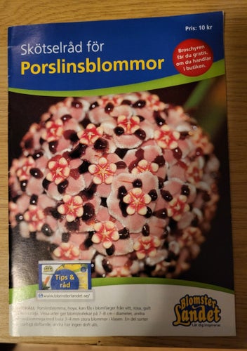 Skötselråd för Porslinsblommor