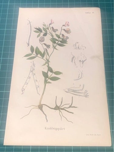 Växtaffisch ”Knölvippärt” från 1898