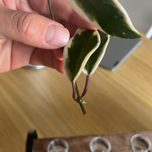Hoya - 3 stycken sticklingar