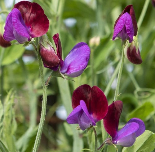10 st frö till Luktärt