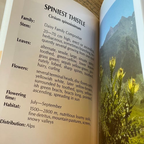 Enchanting Alpine Flowers
