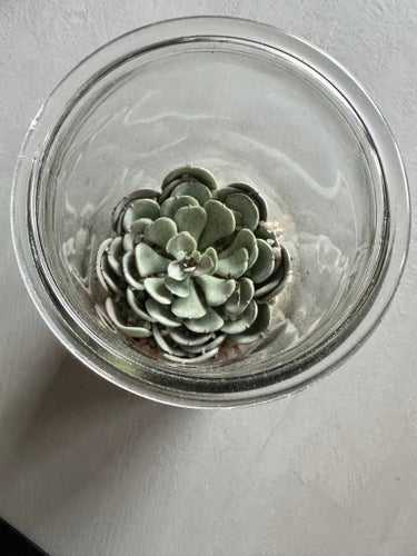 Konstväxt succulent i glasbehållare