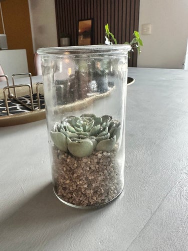 Konstväxt succulent i glasbehållare