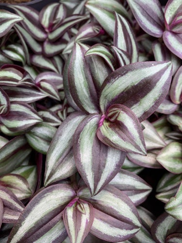 3 sticklingar av tradescantia Zebrablad