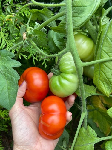 #100 Tomatfrön 8 st - röd bifftomat - biff- tomater - frö tomat frön