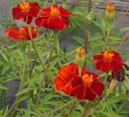 LinnéTagetes - 30 frön