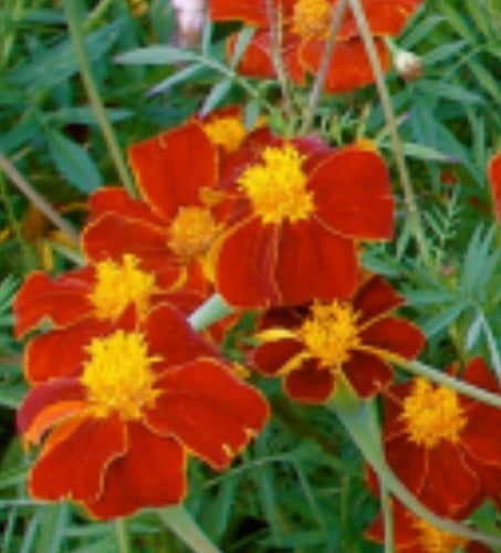 LinnéTagetes - 30 frön