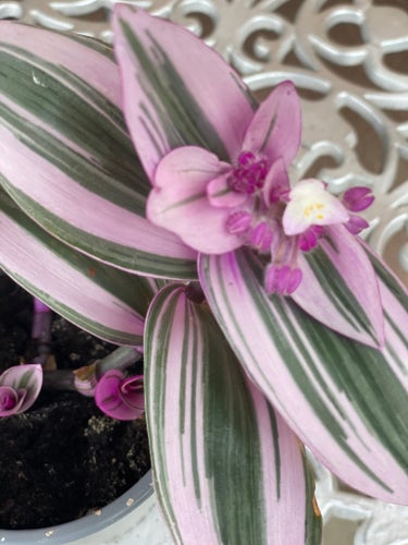 Söt Tradescantia Nanouk planta