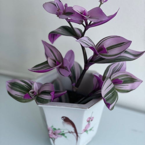Söt Tradescantia Nanouk planta
