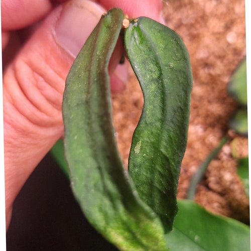 Hoya Pandurata Vietnam