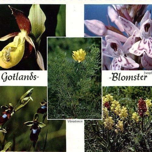 Vykort Gotlands Blomster