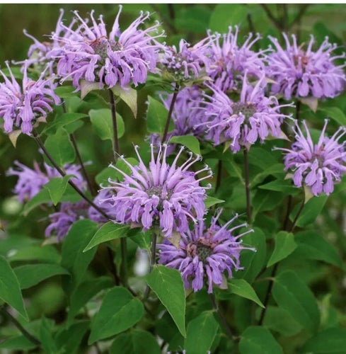 Lila Temynta - Vild Bergamot
