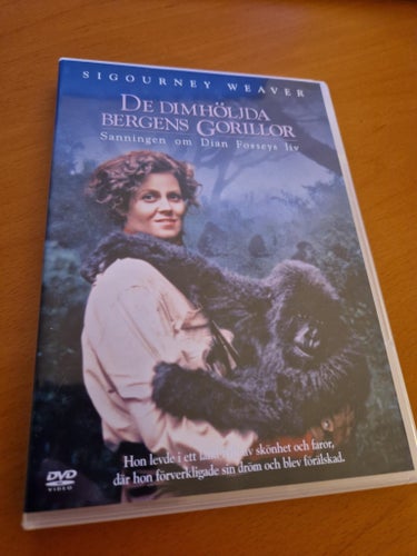 **De Dimhöljda Bergens Gorillor**