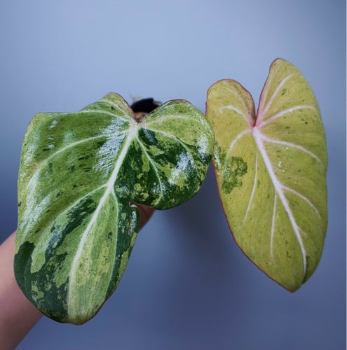 Philodendron Gloriosum Mint Var.
