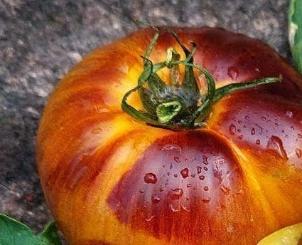 Tomatfrön - Alices Dream-frö-2024-10 st. Frakt ingår