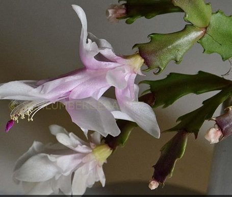 Schlumbergera 'Thor Wild Cactus White/Pink',PLANTA..Våldigt sällynt blomma.