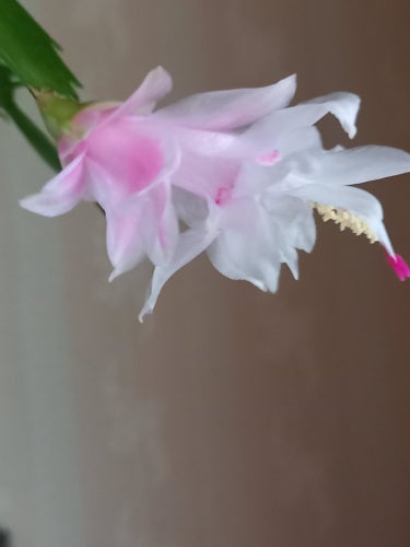 Schlumbergera 'Thor Wild Cactus White/Pink',PLANTA..Våldigt sällynt blomma.