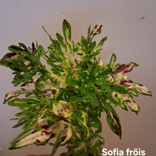 Coleus Sofia fröis