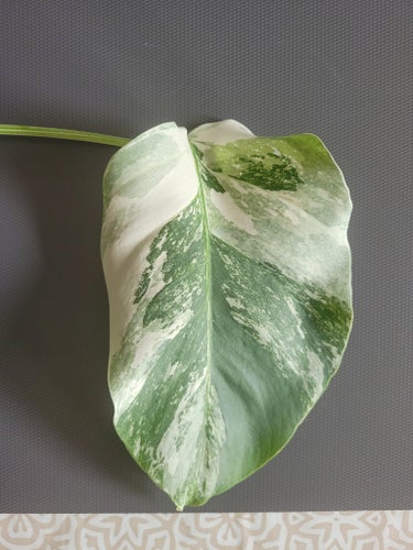 Monstera Deliciosa variegata, en stickling