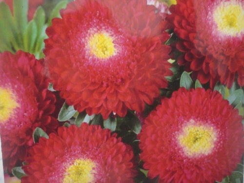 Pompon Aster Red, 50 st frön