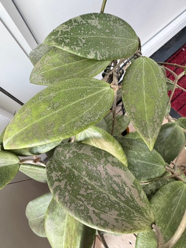 Hoya verticillata fd wibergiae stickling med 2 noder (2-4 blad). Rosa