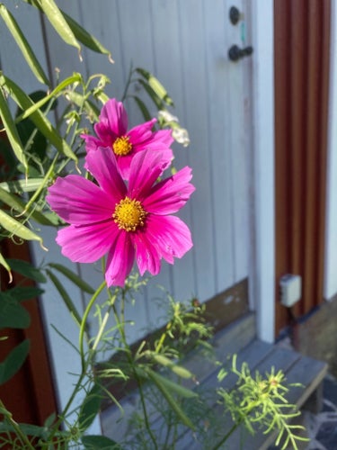ROSENSKÄRA - Cosmos blandande färger