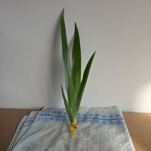 Apostlalilja