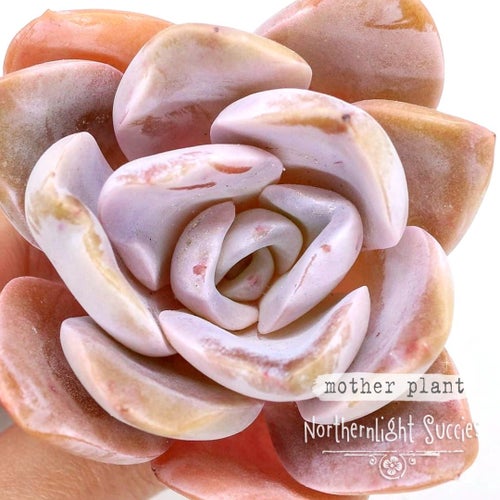 Echeveria Bambino (Laui x Mexican Giant)) - 1 fin bebisplanta