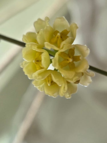 Hoya Noona (yellow)/stickling