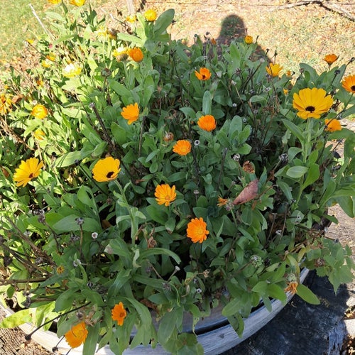 Ringblommor,blandade frön,sommar/höstblommor