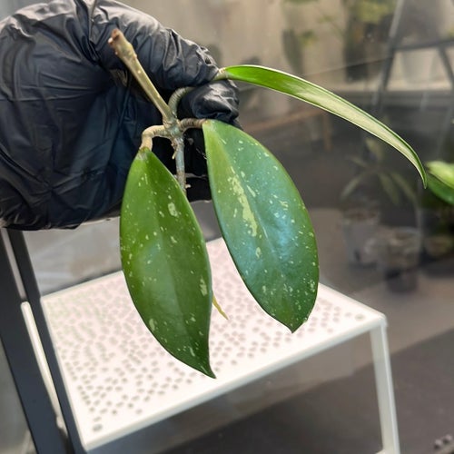 Hoya Pubicalyx' stickling