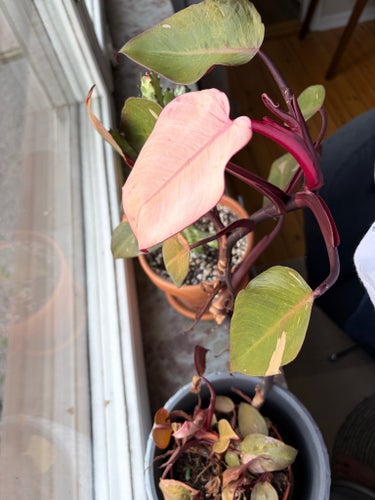 Philodendron Pink Princess