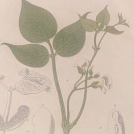 Växtaffisch ”Bönväxt” från 1898