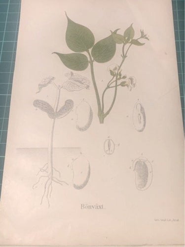 Växtaffisch ”Bönväxt” från 1898