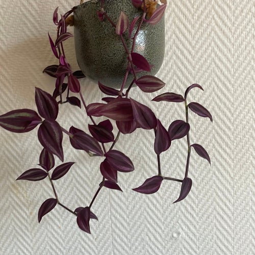 Stickling, Tradescantia Deep Purple Zebrina, mer lila